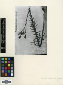Type specimen at Edinburgh (E). Szovits, A.: . Barcode: E00433931.