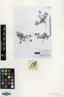 Type specimen at Edinburgh (E). Gilli, Alexander: 4246. Barcode: E00433932.