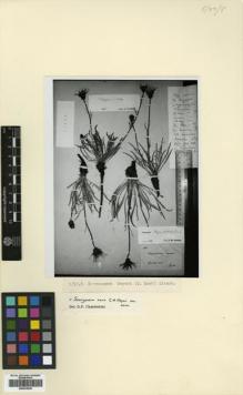 Type specimen at Edinburgh (E). Szovits, A.: 200. Barcode: E00433935.