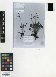 Type specimen at Edinburgh (E). Balansa, Benedict: 775. Barcode: E00433938.