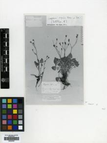 Type specimen at Edinburgh (E). Balansa, Benedict: 775. Barcode: E00433939.