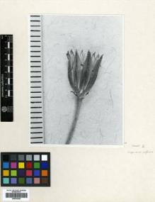 Type specimen at Edinburgh (E). Balansa, Benedict: 775. Barcode: E00433940.