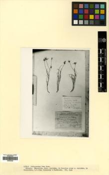 Type specimen at Edinburgh (E). Sosnowskyi, Dmitrii: . Barcode: E00433945.