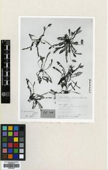 Type specimen at Edinburgh (E). : 13071. Barcode: E00433948.