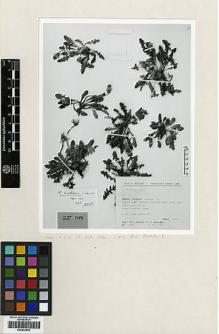 Type specimen at Edinburgh (E). : 13069. Barcode: E00433949.