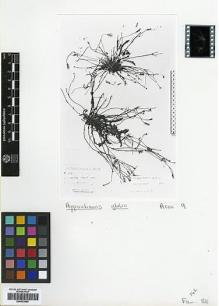 Type specimen at Edinburgh (E). Faurie, Urbain: 974. Barcode: E00433950.