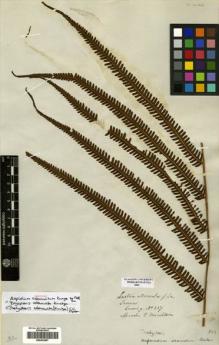 Type specimen at Edinburgh (E). Cuming, Hugh: 327. Barcode: E00433957.