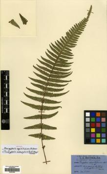 Type specimen at Edinburgh (E). Matthew, Charles: . Barcode: E00433958.