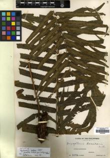 Type specimen at Edinburgh (E). Weber, Charles: 1174. Barcode: E00433962.