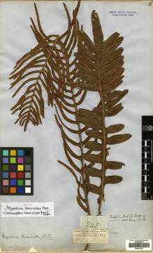 Type specimen at Edinburgh (E). Cuming, Hugh: 242. Barcode: E00433963.