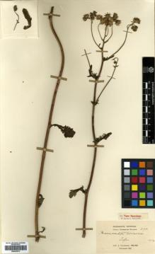 Type specimen at Edinburgh (E). Cavalerie, Pierre: 3701. Barcode: E00433973.