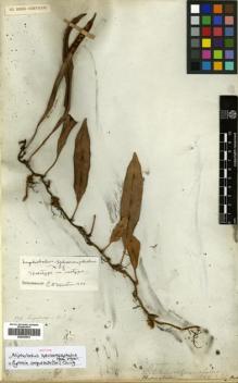 Type specimen at Edinburgh (E). Wallich, Nathaniel: 272. Barcode: E00433974.