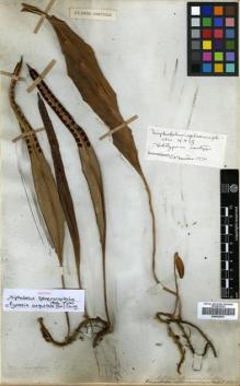 Type specimen at Edinburgh (E). Wallich, Nathaniel: 272. Barcode: E00433975.