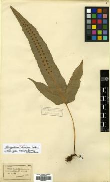 Type specimen at Edinburgh (E). Henry, Augustine: 9891. Barcode: E00433977.