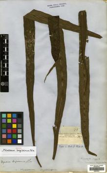 Type specimen at Edinburgh (E). Cuming, Hugh: 66. Barcode: E00433981.