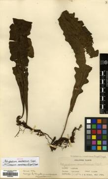 Type specimen at Edinburgh (E). Elmer, Adolph: 7174. Barcode: E00433983.