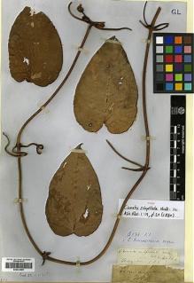 Type specimen at Edinburgh (E). Wallich, Nathaniel: 4684A. Barcode: E00433995.