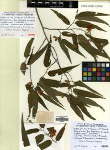 Type specimen at Edinburgh (E). Capuron, R: 20861-SF. Barcode: E00435135.