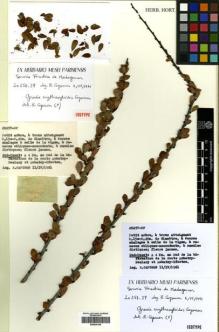 Type specimen at Edinburgh (E). Capuron, R: 20257. Barcode: E00435139.