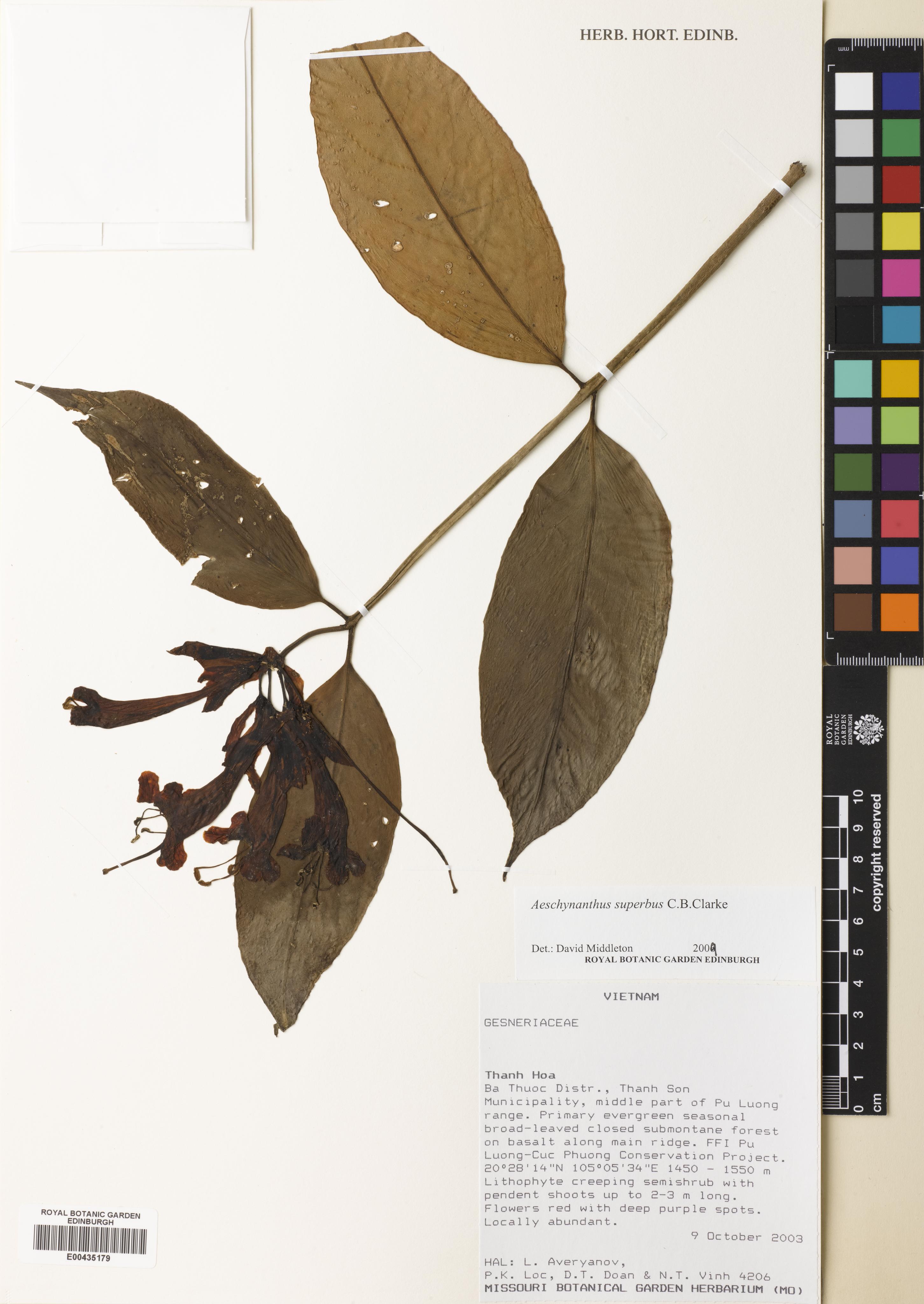 Aeschynanthus superbus — ảnh 2