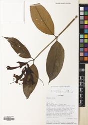 Aeschynanthus superbus — ảnh 3