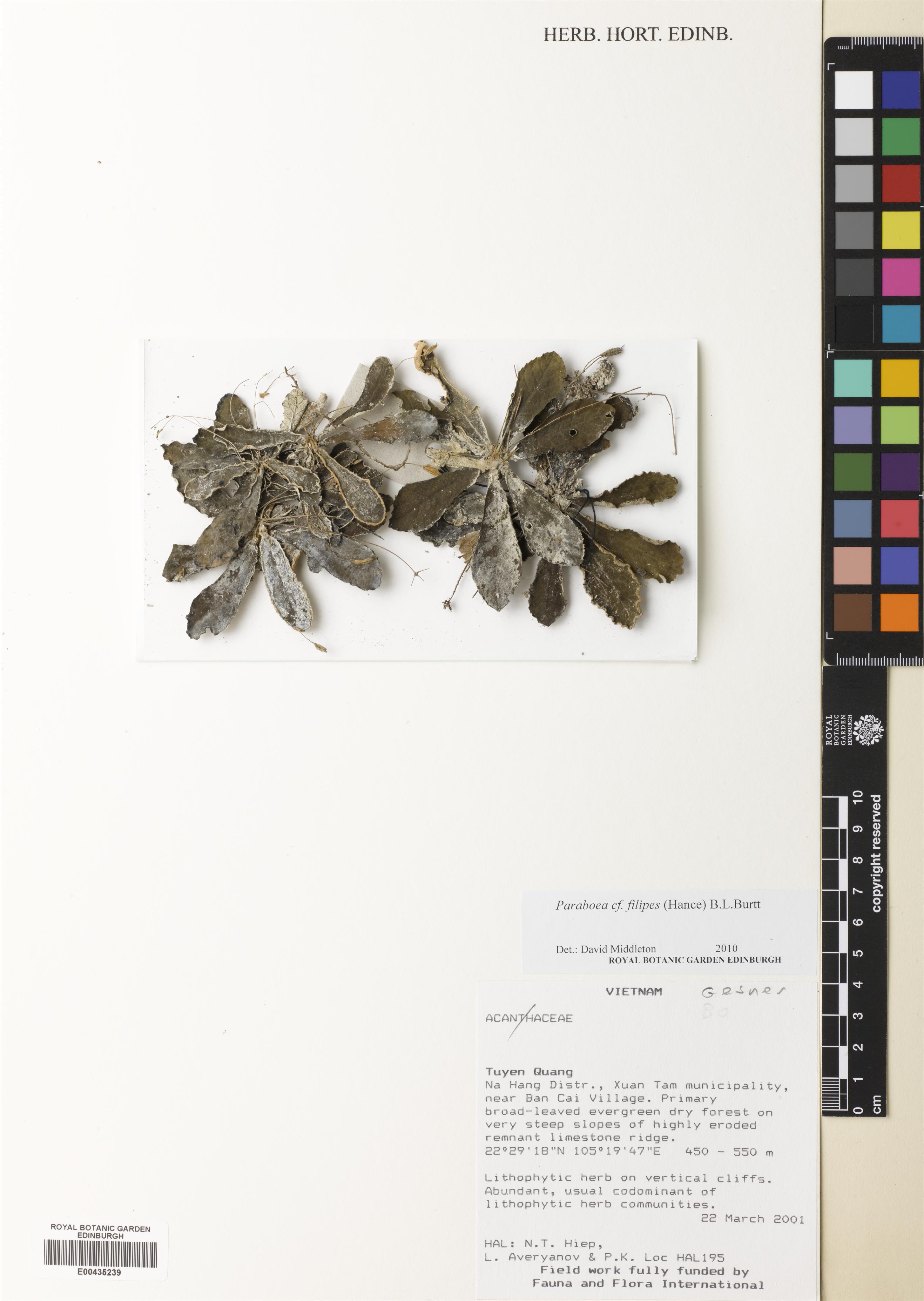 Paraboea filipes — ảnh 2