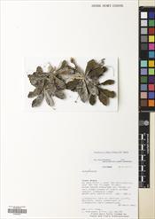 Paraboea filipes — ảnh 3