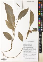 Boesenbergia parvula — ảnh 3