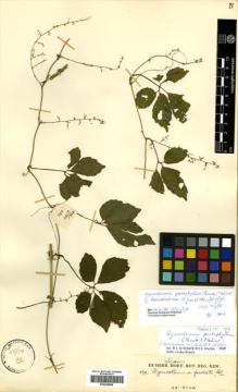 Type specimen at Edinburgh (E). Garrett, H.: 190. Barcode: E00435898.