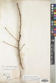 Type specimen at Edinburgh (E). Balfour, Isaac; Cockburn, C.J.; Scott, Alexander: . Barcode: E00436149.