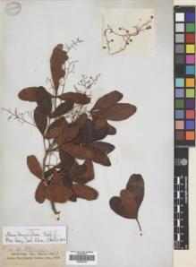 Type specimen at Edinburgh (E). Balfour, Isaac; Cockburn, C.J.; Scott, Alexander: 369. Barcode: E00436194.