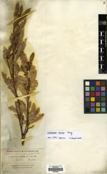 Type specimen at Edinburgh (E). Schimper, Georg: 766. Barcode: E00436660.