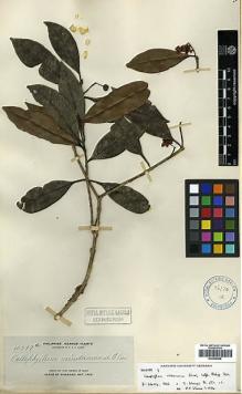 Type specimen at Edinburgh (E). Elmer, Adolph: 10597A. Barcode: E00438006.
