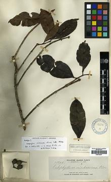 Type specimen at Edinburgh (E). Elmer, Adolph: 11749. Barcode: E00438007.