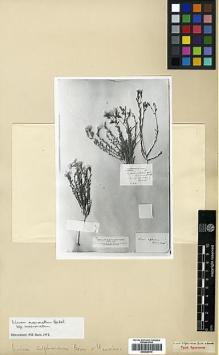 Type specimen at Edinburgh (E). Haussknecht, C.: . Barcode: E00438014.