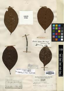 Type specimen at Edinburgh (E). Buchanan-Hamilton, Francis: 1120. Barcode: E00438015.
