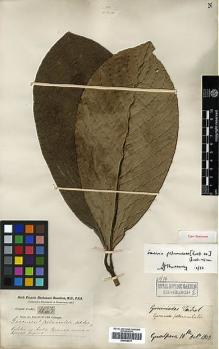 Type specimen at Edinburgh (E). Buchanan-Hamilton, Francis: 1123. Barcode: E00438017.