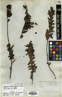 Type specimen at Edinburgh (E). Wallich, Nathaniel: 4804. Barcode: E00438021.