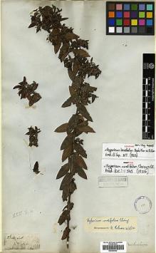 Type specimen at Edinburgh (E). Wallich, Nathaniel: [4804]. Barcode: E00438022.