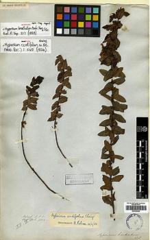 Type specimen at Edinburgh (E). Wallich, Nathaniel: 4804. Barcode: E00438023.