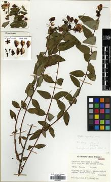 Type specimen at Edinburgh (E). Polunin, Oleg; Sykes, William; Williams, Leonard: 354. Barcode: E00438026.