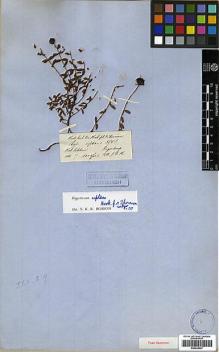 Type specimen at Edinburgh (E). Hooker, Joseph: . Barcode: E00438027.