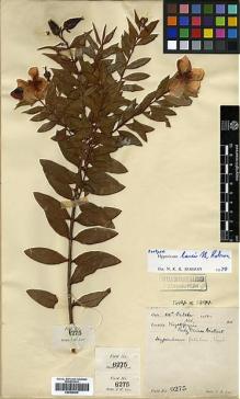 Type specimen at Edinburgh (E). Lace, John: 6275. Barcode: E00438028.
