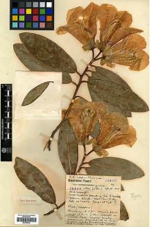 Type specimen at Edinburgh (E). Forrest, George: 26440. Barcode: E00438029.