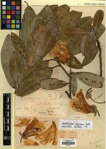 Type specimen at Edinburgh (E). Forrest, George: 26440. Barcode: E00438030.