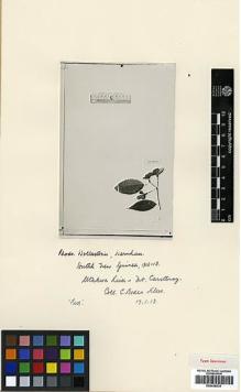 Type specimen at Edinburgh (E). Kloss, Cecil: . Barcode: E00438034.