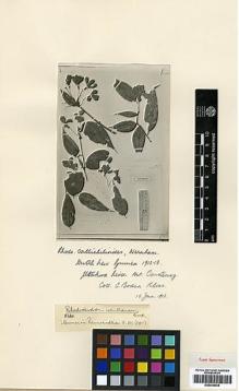 Type specimen at Edinburgh (E). Kloss, Cecil: . Barcode: E00438035.