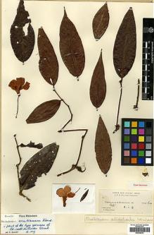 Type specimen at Edinburgh (E). Kloss, Cecil: . Barcode: E00438036.