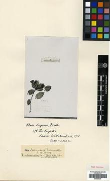 Type specimen at Edinburgh (E). : 175. Barcode: E00438037.