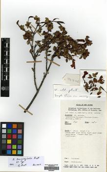 Type specimen at Edinburgh (E). Umba, T.: LAE 74842. Barcode: E00438041.
